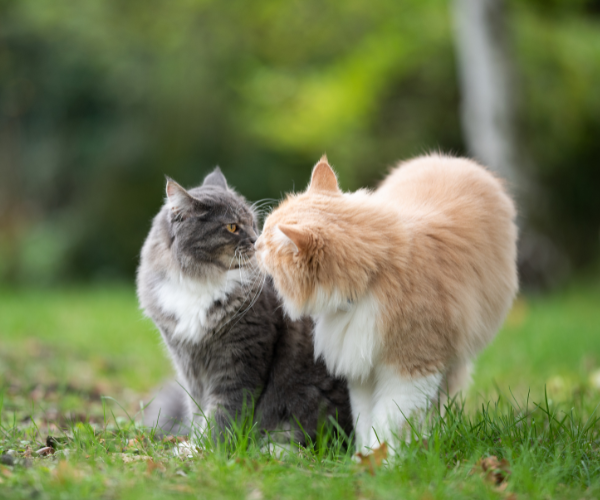 cats kissing