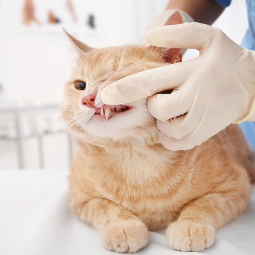 orange cat