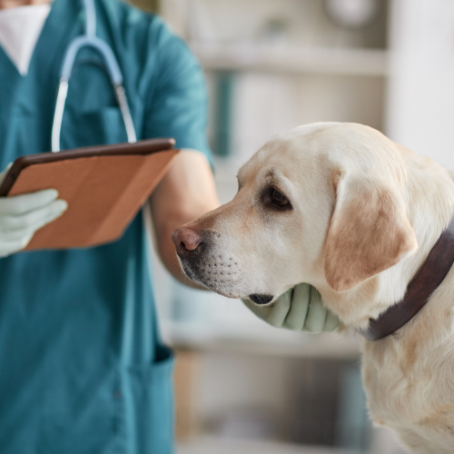 dog with doctor