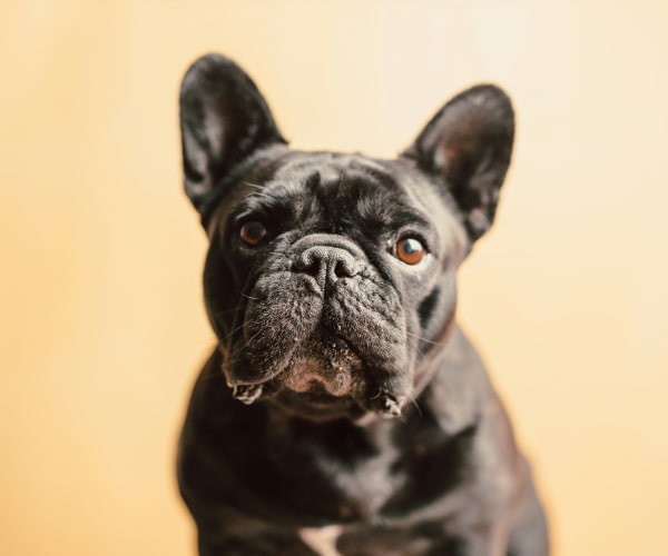 Happy black pet dog sitting