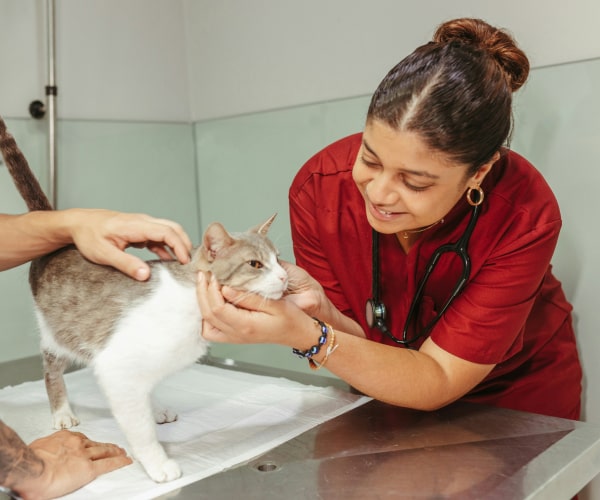 Doctor inspecting a pet cat in clinic