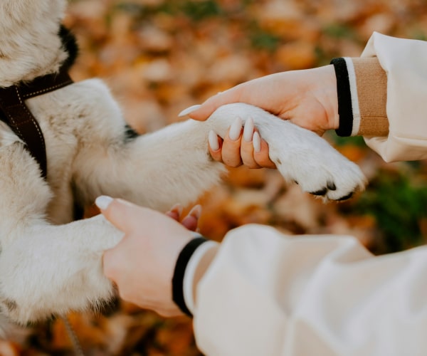 Guidance Through a Difficult Time Holding hands with the pet