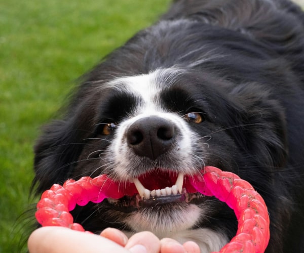Pet dog playing tug of war with his owner