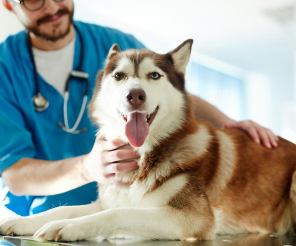 Keep Your Pet Healthy, Happy, and Protected Doctor inspecting a pet dog