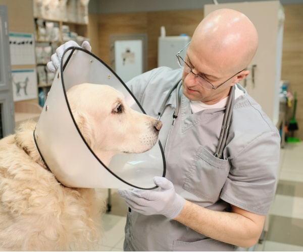 Doctor with the pet dog in clinic inspecting the dog