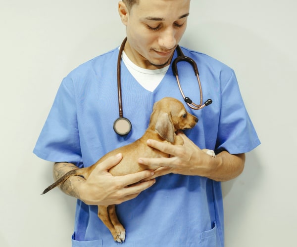Doctor holding a cute puppy in her hands