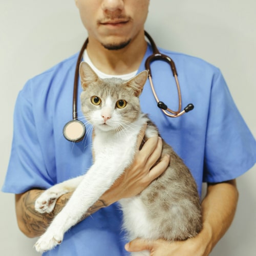 Doctor holding a pet cat