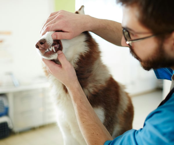 Doctor inspecting pet dog