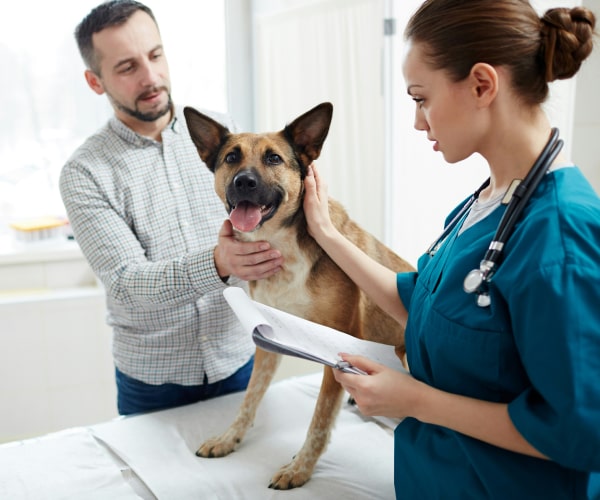 Doctor and owner inspecting a pet dog in clinic