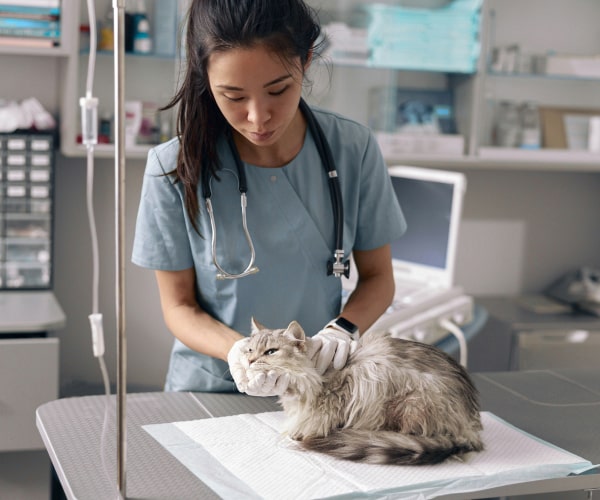 Doctor inspecting a fluppy pet cat in clinic