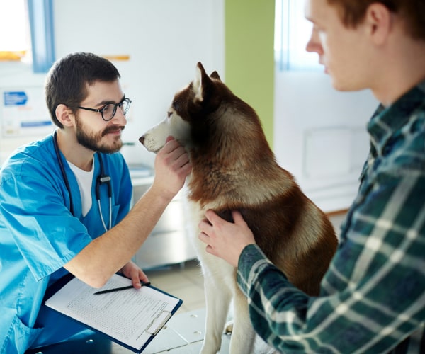 Happy doctor checking a pet dog while the owner is holding the dog