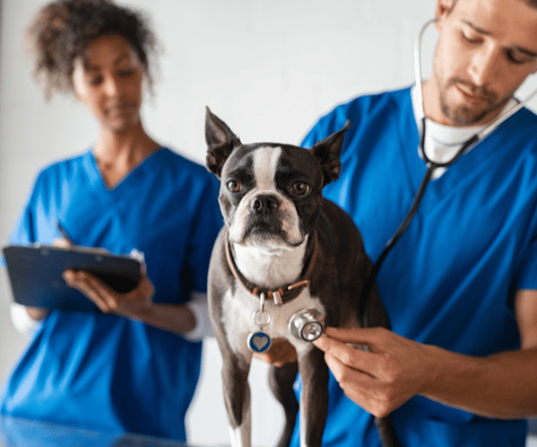 Doctor with pet cat consulting with the owner