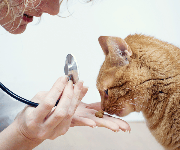 team page Doctor inspecting a pet cat in clinic