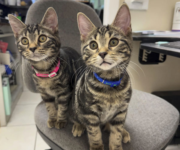 KITTENS KITTENS