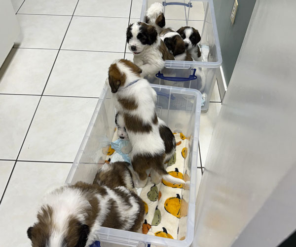 PUPPIES PUPPIES