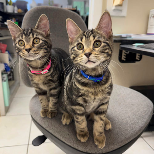 Peter-and-Gwen Peter-and-Gwen