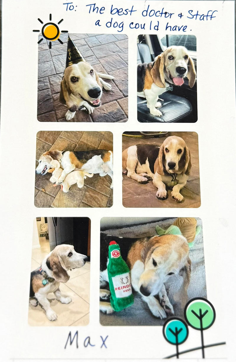 photo-collage-max-the-basset-hound-dog-800px-1 photo collage of Max the basset hound dog